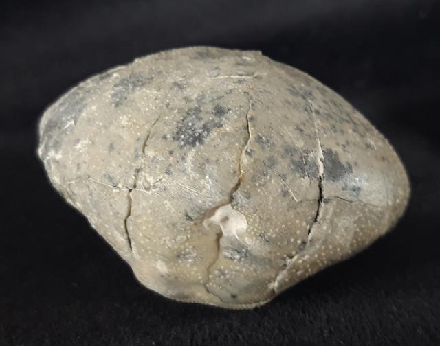 Micraster cf. schroederi STOLLEY 1891 - Bild &copy; FossNet FossilienStore